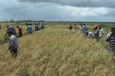 Rice Farmers Call For Support To Market Their Produce