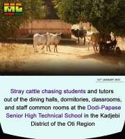 cattles