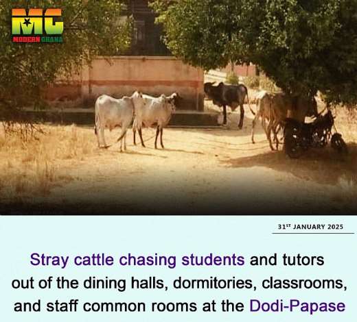 cattles