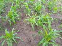 V/R: Armyworms invade farmlands in Bolove-Nolope community