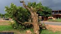 One person arrested for felling 300-year-old Okomfo Anokye’s cola tree