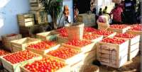Tomato import ban by Burkina Faso blessing in disguise – PFAG