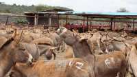 Upper East faces donkey shortage as prices increase
