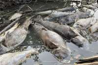 Authorities probe mass fish death at Tema Shipyard, issue public warning