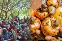 Rotting cashew sparks outrage as farmers accuse govt of failure