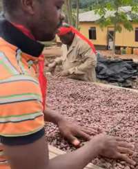 Cocoa farmers in Guan appeal to govt over delayed payments