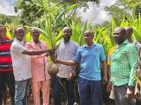 Akrofuom Assembly to boost coconut production ahead of planned processing factory