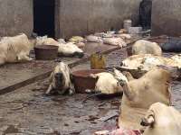Aggrieved butchers reject increment of slaughter fees, threaten street protest   