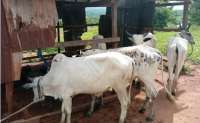 NPP Parliamentary Candidate donates cattle for Eid-ul-Adha in Nkoranza South