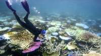 Great Barrier Reef bleaching crisis 'like a bushfire underwater'