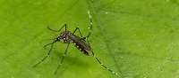 Avoid mosquito bites to prevent dengue fever— Ghanaians told
