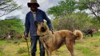 How training dogs to dodge snakes helps protect livestock and save Namibia's cheetahs