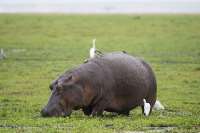 Hippos don’t fly - but the massive animals can get airborne