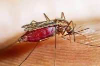 Seasonal Malaria Chemoprevention commences in Bolgatanga 