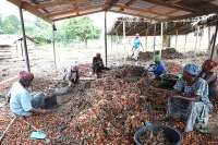 A Cleaner Palm Oil Production