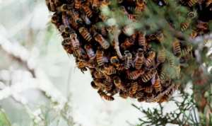 Nsawkaw: Bees Kill 74-year-old Cashew Nut Farmer