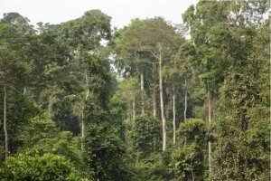 Covid-19: Global Community Warns Atewa Bauxite Mining Partners