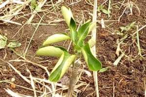 Lagos To Establish Fruit Orchards Trees In 20 Schools