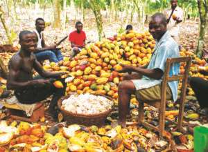 Ghana’s cocoa is an aphrodisiac …cures cardiovascular diseases, malaria