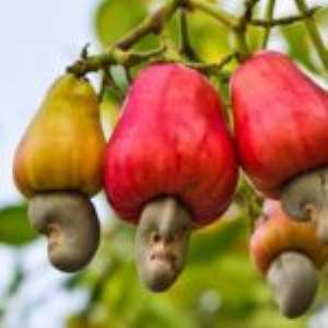 S/R: Cashew Farmers Receive Free Seedlings To Boost Production