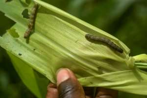A/R: Fall armyworms destroy over 2,000 hectares of maize farms