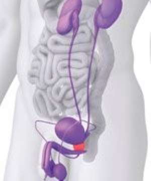 103201965009-vaqdtgfssn-prostate-cancer-cells-targets
