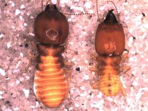 Parasitized Macrotermes gilvus soldier (left) by fly Misotermes mindeni, versus the normal soldier (right). Notice the larger head and the smaller mandibles in the parasitized soldier Copyright : Universiti Sains Malaysia 