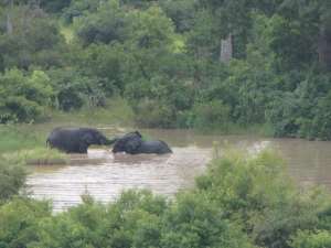 1elephants