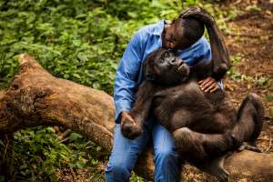 A baby gorilla in Virunga National Park. Courtesy virunga.org