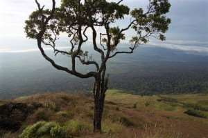 Kahuzi-Biega National Park. Courtesy unesco.org