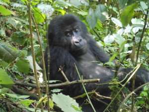 One of the gorillas in Chimanuka's family. Courtesy Ken Strange