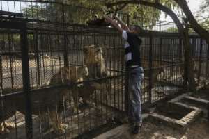 A 2021 report by the Global Initiative Against Transnational Crime said around 300 cheetahs were smuggled out of east Africa and the Horn of Africa every year.  By Tony KARUMBA (AFP)