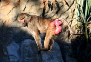 A baboon is seen at Tunisias Belvedere Zoo, which has reopened with new signs instructing visitors not to throw things at the animals after the stoning to death of a crocodile sparked a public outcry