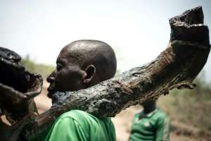 A Broto horn player: the heavy instruments are made from tree roots which were hollowed out by termites. By FLORENT VERGNES (AFP)
