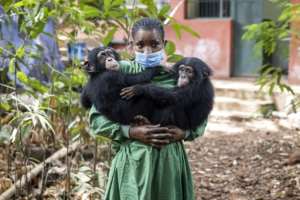 A caretaker holds rescued chimpanzees Esther (L) and Rio (R) at the Tacugama Chimpanzee Sanctuary.  By PATRICK MEINHARDT (AFP)
