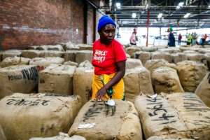 A farmer looks for her bales and compares prices at the official opening of last years tobacco sales.  By Jekesai NJIKIZANA (AFP)