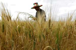 A farmer works in his wheat field in the Marchouch region of Morocco.  By Abdel Majid BZIOUAT (AFP)
