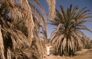A man walks past dying palm trees in the Tafilalet oasis on October 27, 2016