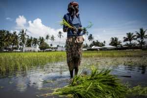 A Mozambican woman working in a rice paddy in Palma, where large deposits of natural gas where found offshore