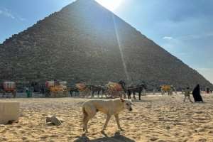 A permanent veterinary centre is planned at the pyramids, with staff set to receive animal care training.  By Khaled DESOUKI (AFP)