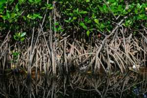 A plastic bottle and rubbish are seen near mangrove trees during the World Mangrove Day in Banda Aceh on July 26, 2023.  By CHAIDEER MAHYUDDIN (AFP/File)