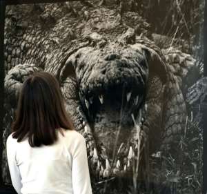 A woman observes the photograph titled Large Crocodrillos by Peter Beard at Sothebys in 2008 for the Quillan Collection of Nineteenth and Twentieth Century Photographs.  By TIMOTHY A. CLARY (AFP/File)