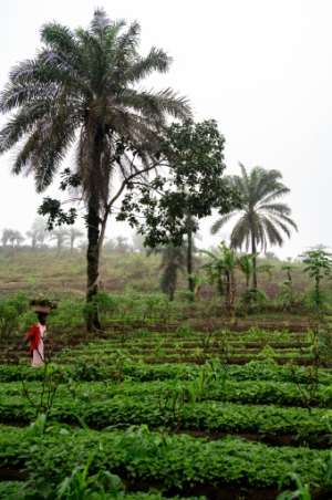 A young woman carries a bowl of vegetables on her head across a field in Kinshasa.  By Hardy BOPE (AFP)