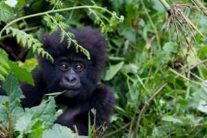 Adventure tourists keen to see gorillas up close are flocking to Rwanda.  By Ivan Lieman (AFP/File)