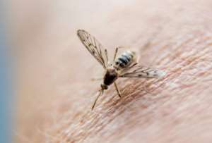 Africa accounted for 95 percent of the 244 million malaria cases and 608,000 deaths worldwide in 2022, according to the most recent data from the World Health Organization.  By PHILIPPE HUGUEN (AFP/File)
