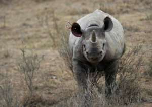 Africais at the epicentre of global poaching and trafficking of many species.  By TONY KARUMBA (AFP/File)
