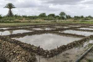 AfricaRice, a centre near Saint-Louis, will also do studies using fish in research paddies, with the aim of scaling up the process.  By PATRICK MEINHARDT (AFP)