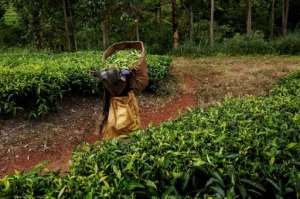 Agriculture employs over 80 percent of the population with tea and tobacco major exports.  By GIANLUIGI GUERCIA (AFP)