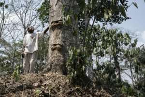 Aka pygma Paul Bambani stands next to a tree that has survived logging in the forest in Mbata.  By Barbara DEBOUT (AFP)