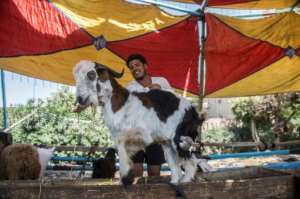An Egyptian vendor plays with a goat as he waits for customers at a market in Cairo ahead of the annual Muslim Eid al-Adha holiday.  By Khaled DESOUKI (AFP)
